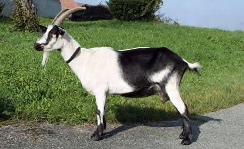 Characteristics of the Peacock Goat