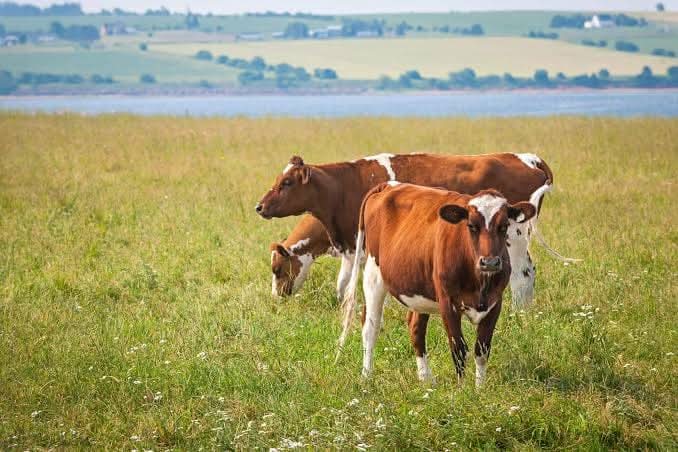 What You Need To Know About Ayrshire cow