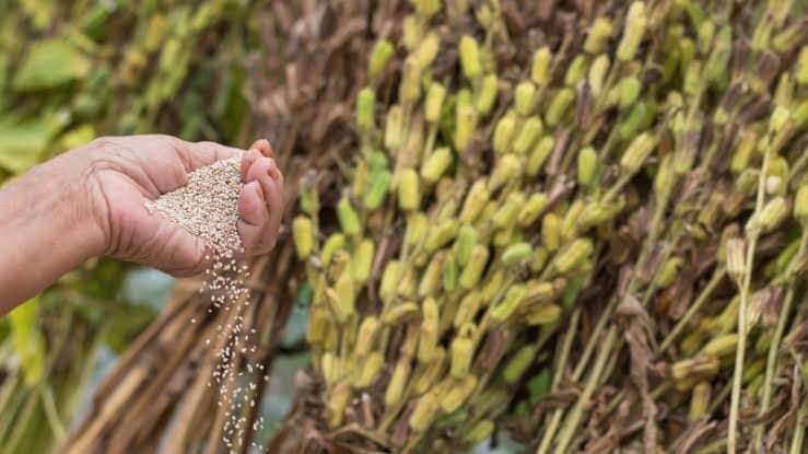Sesame Farming and Its Business Potential