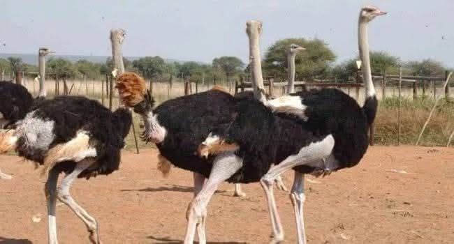 Ostrich farming in Nigeria