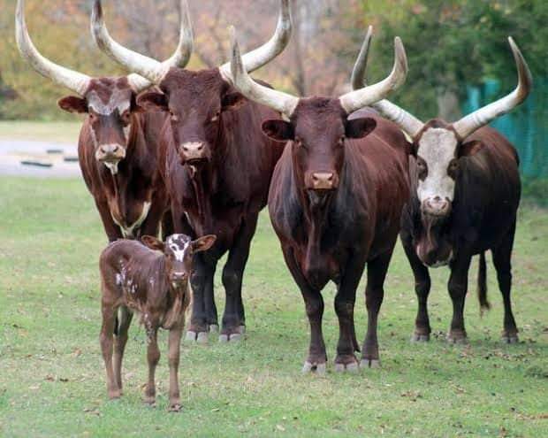 Ankole-Watusi Dairy Cow and Its Business Potential In Nigeria