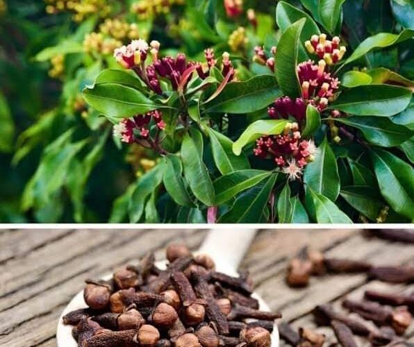 Clove farming in Nigeria