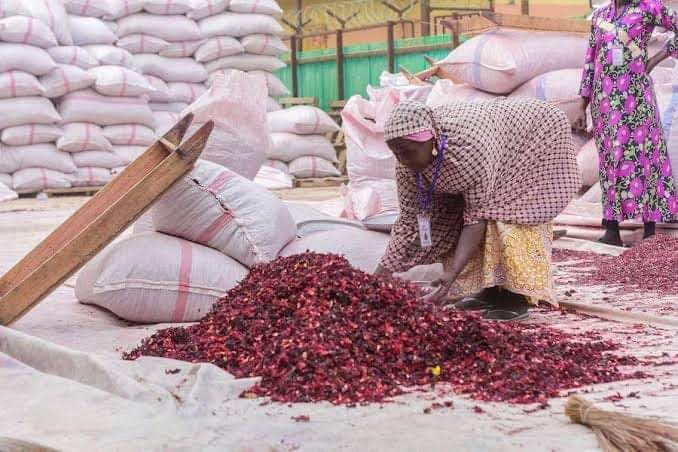 Comprehensive Guide to Hibiscus Farming and Its Business Potential in Nigeria