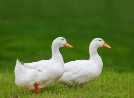 Comprehensive Guide to Duck Farming and Its Business Potential In Nigeria