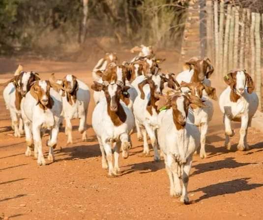 Advantages of Nigeria Dwarf Goat Farming and Characteristics