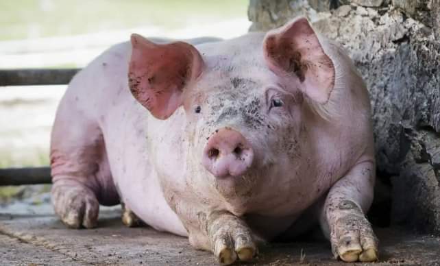 Pig Farming Business Plan – 5 Elements Of Successful Plan