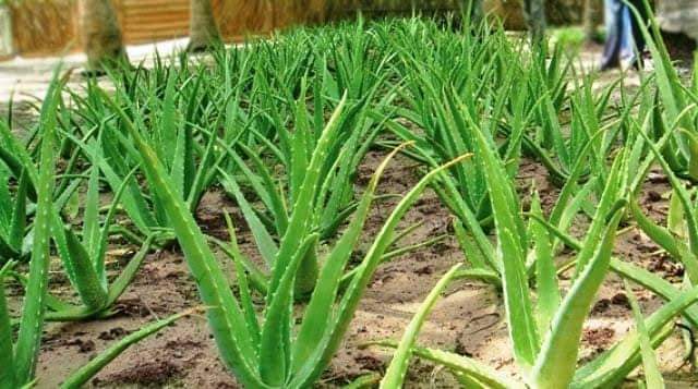 Aloe Vera Farming in Nigeria