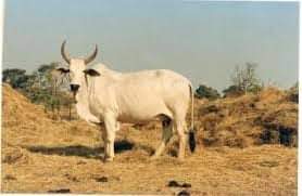 History and Origin Of Malvi cattle breed
