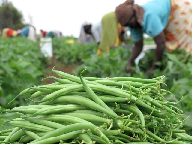 Green Beans and Its Farming Business In Nigeria