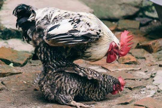 The fertilization process in chickens