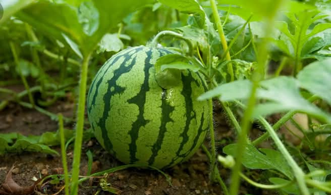 Here are some tips for managing pests and spraying watermelons