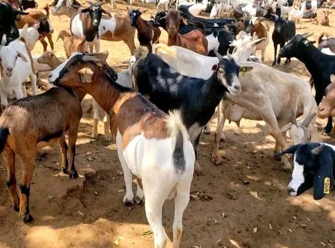 Dairy Goat Breeds In Nigeria Agriculture