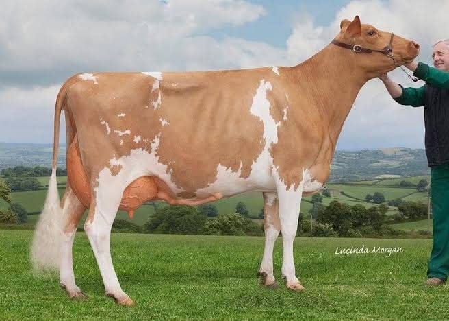 Guernsey cow dairy breed In Nigeria