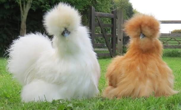 Silkie Chicken: An Overview and Business Potential In Nigeria