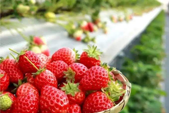 Strawberry Farming and Its Business Potential In Nigeria