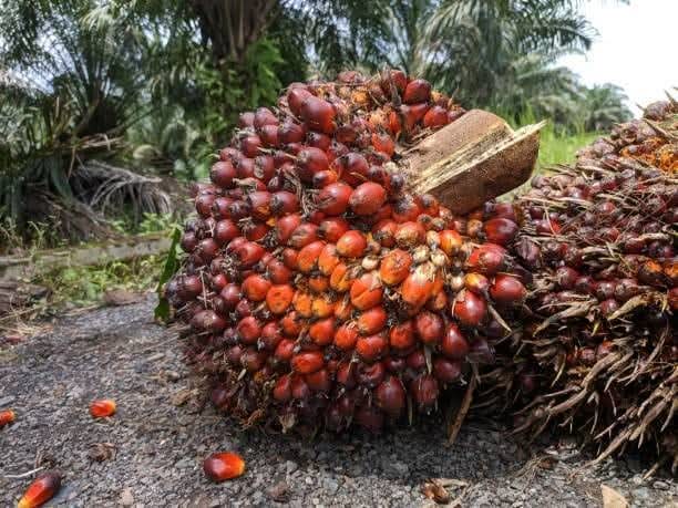 The African oil palm (Elaeis guineensis) farming in Nigeria