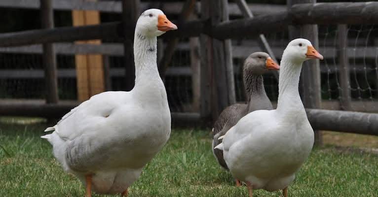 Here are some important points Goose Farming In Nigeria