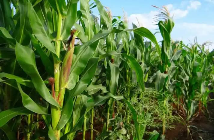 Mastering fertilizer in maize farming