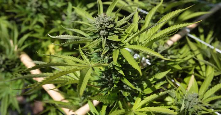 Humans – Agents of weed seed dispersal