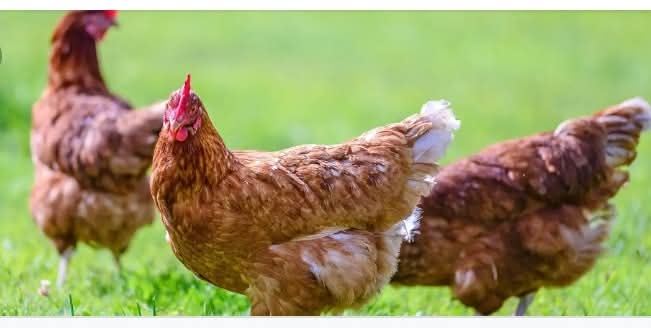 Rising a disease free poultry farm in Nigeria