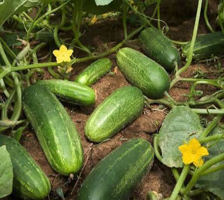 Growing cucumbers vertically: An organic approach with eggshell fertilizer