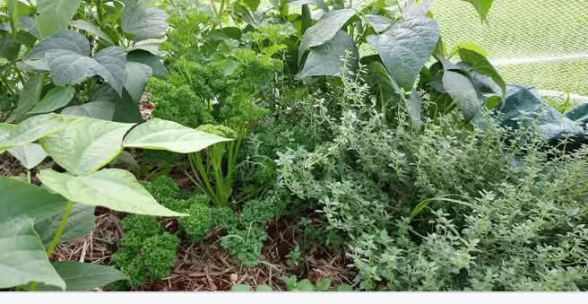 What is Interplanting?