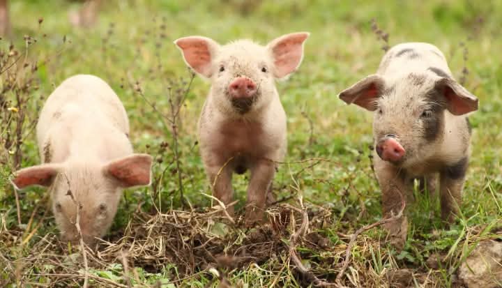 Large White vs. Landrace: Which Should You Choose for Your Pig Farm?