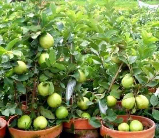 6 overview of some common guava varieties