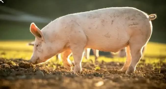 CHICKEN POOP AS PIG FEEDS