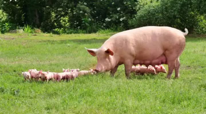 How to Start Pig Farming