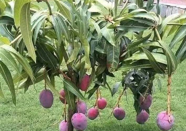 types and varieties of mango plants grown around the world