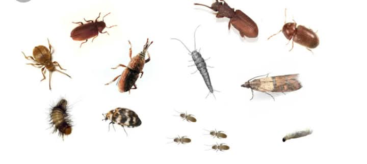 Common garden insect pests