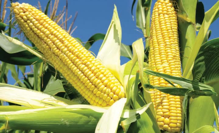 Differences Between Maize and Sweet Corn