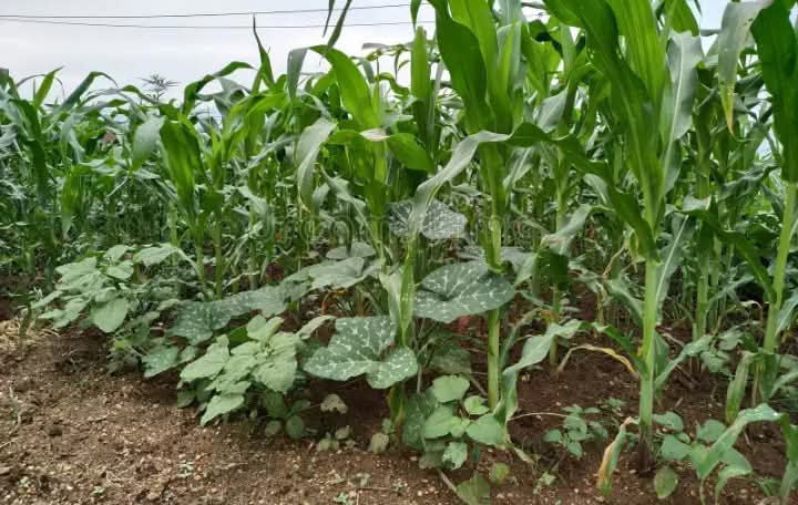 Advantages of intercropping systems