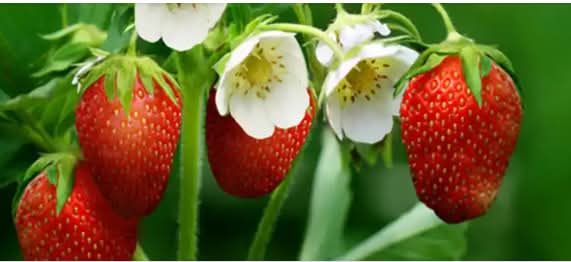 Grow strawberries for maximum yield – Growing strawberries in soil bags