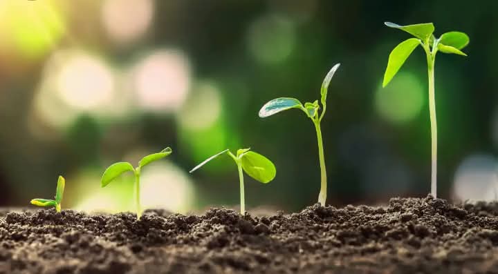 FLOWERING PLANTS AND NON-FLOWERING PLANTS
