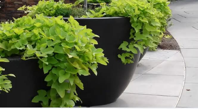 Method of Growing Sweet Potatoes on a Trellis at Home for High Yield