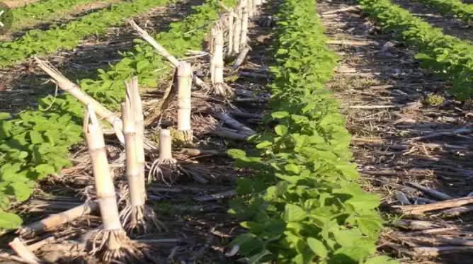 The Importance of Zero Tillage (No till)