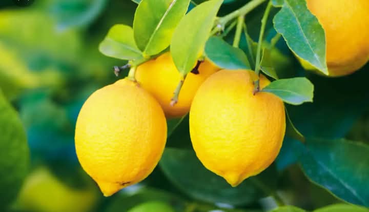High Density Lemon Farming