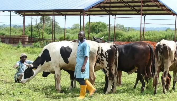 Uterine infections in cows dairy farmers