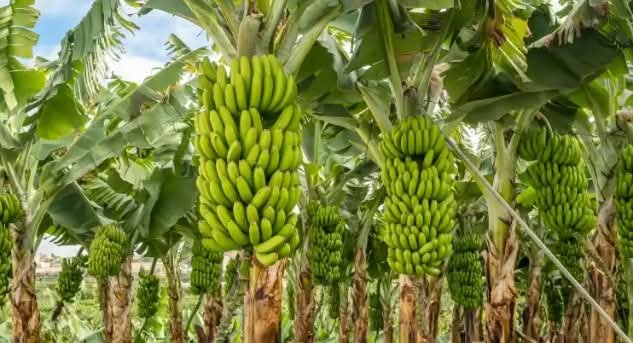 4 COMMON MISTAKES EVERY BEGINNER IN BANANA FARMING MUST AVOID