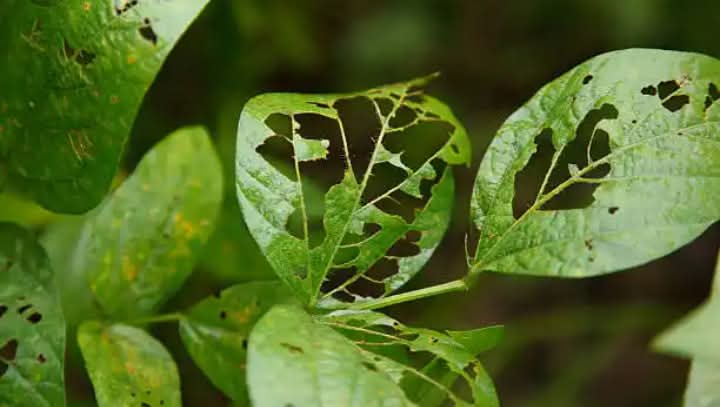 A helpful guide to identifying common pests