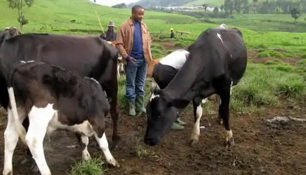 common mistakes that dairy farmers make.
