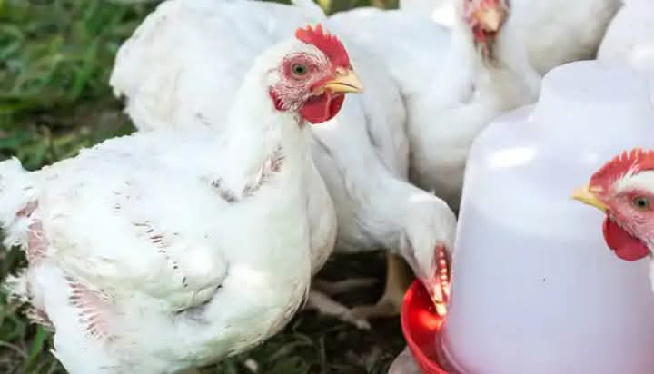 BENEFITS OF GIVING BROILER CHICKENS A MIX OF GARLIC, GINGER EXTRACT, AND CAYENNE PEPPER
