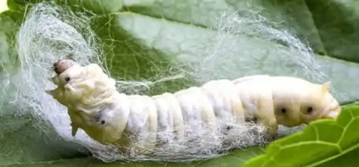 SERICULTURE /SILK FARMING