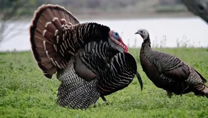 TURKEY FARMING TIPS.