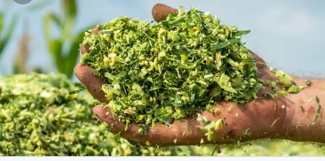 WHAT IS SILAGE IN DAIRY FEEDING