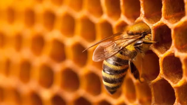 How to Start a Bee Farm
