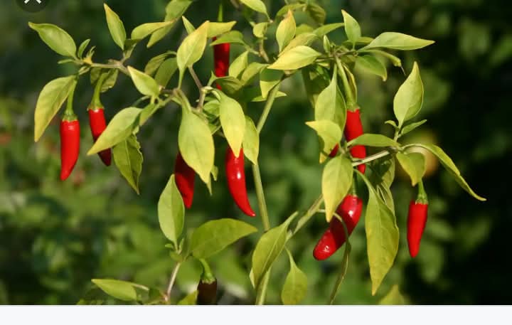 PEPPER FARMING GUIDE