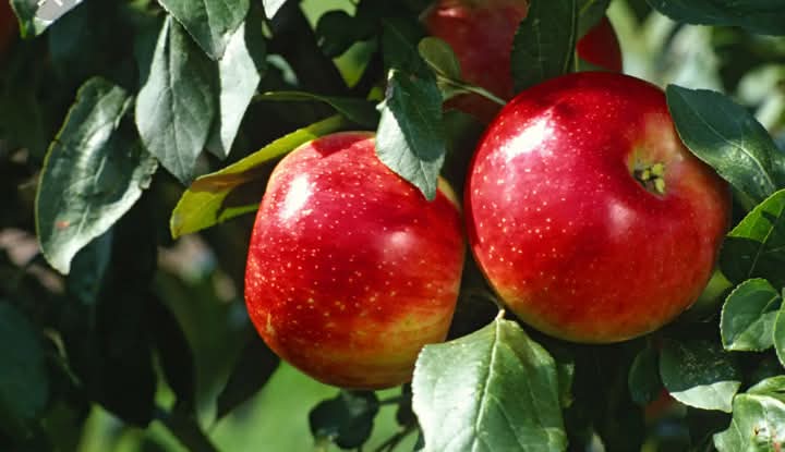 Growing Apple Saplings from Scraps: A Cost-Free Journey in 10 Days.